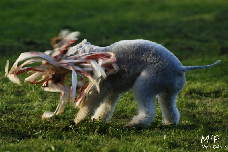 2010-10-03 Coursing-Training GE (48).jpg